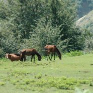 Iran Trekking Tour ( North west part) (4) Iran Trekking Tour ( North west part) (4)